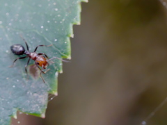Camponotus lateralis
