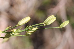 Lilium parryi