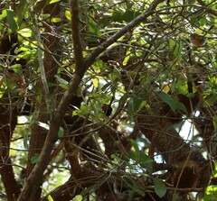 Malurus melanocephalus