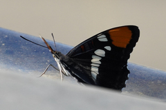 Adelpha californica