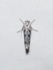 Ethmia discostrigella