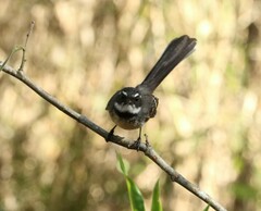 Rhipidura albiscapa