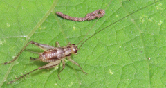 Anaxipha exigua
