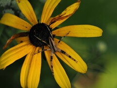 Pisaurina mira