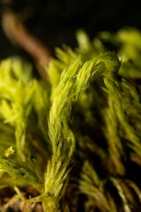 Aulacomnium palustre