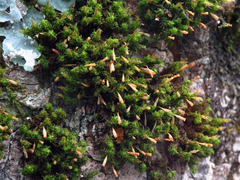 Ulota crispa
