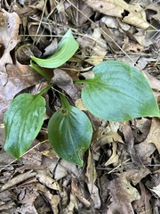 Hosta sieboldii