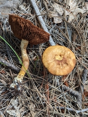 Agaricales