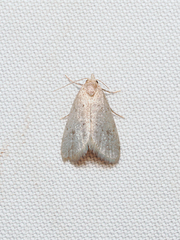 Dasyblemma straminea