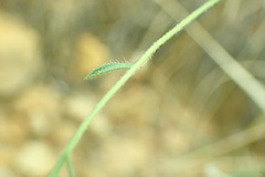 Senecio spartioides