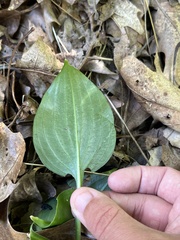 Hosta sieboldii