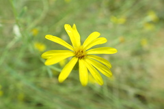 Senecio spartioides