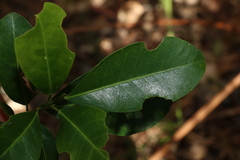 Acronychia imperforata