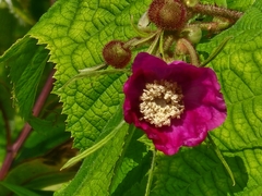 Rubus odoratus