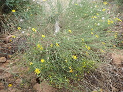 Senecio spartioides