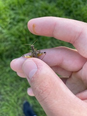 Melanoplinae