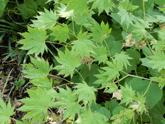 Acer japonicum