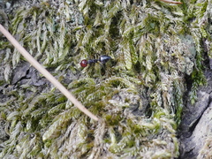 Crematogaster scutellaris