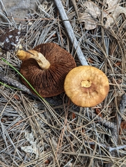 Agaricales