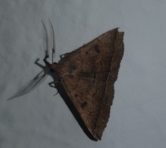 Pechipogo plumigeralis