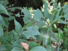 Sympetrum ambiguum