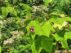 Rubus odoratus