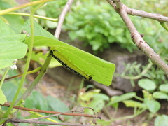 Ceratomia catalpae