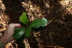 Acronychia imperforata