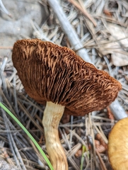 Agaricales