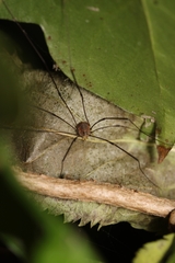 Leiobunum blackwalli