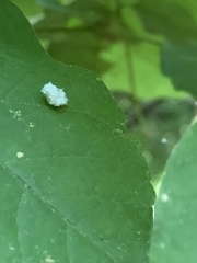 Prociphilus tessellatus