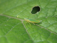 Graphocephala versuta