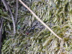 Crematogaster scutellaris