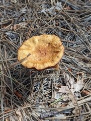 Agaricales