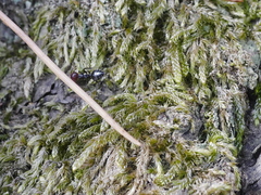 Crematogaster scutellaris