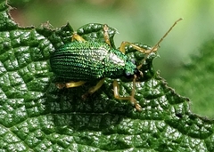 Colaspis