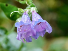 Nothochelone nemorosa