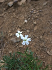 Silene douglasii