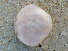 Polybius henslowii