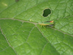 Graphocephala versuta