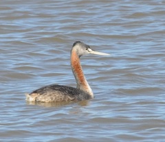 Podiceps major