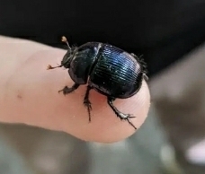 Geotrupes balyi