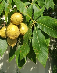 Aesculus hippocastanum