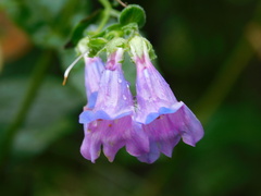 Nothochelone nemorosa