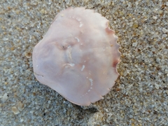 Polybius henslowii