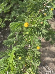 Vachellia macracantha