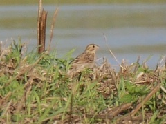 Emberiza calandra