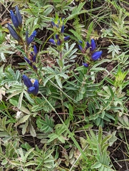 Gentiana
