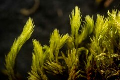 Aulacomnium palustre