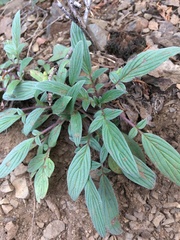 Phacelia leptosepala